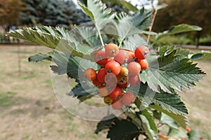 Close view of cluster of berries of whitebeam