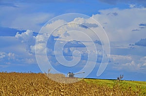 Close view on the combine harvesting the colza