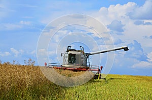 Close view on the combine harvesting the colza