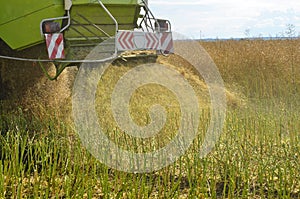 Close view on the combine harvesting the colza