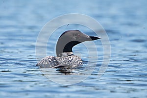 Close View of the Common Loon