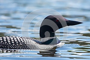 Close View of the Common Loon