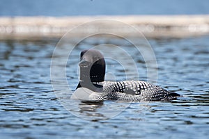 Close View of the Common Loon