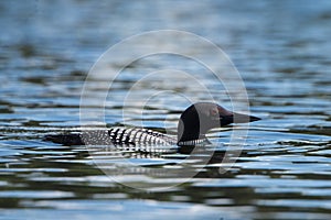Close View of the Common Loon