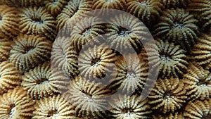 Close view of coral polyps of scleractinian hard coral, wall corallites separated photo