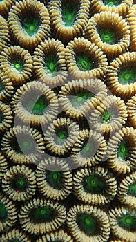 Close view of coral polyps of scleractinian hard coral, wall corallites separated photo
