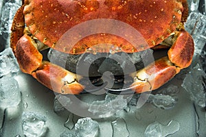 Close view on crab claves photo