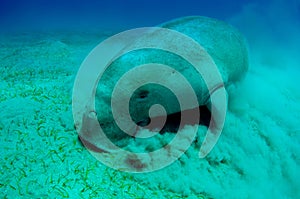 Close view on cute and amazing dugong.Underwater shot. Looking on quite rare ocean animal who eating seagrass underwater