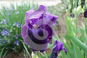 Close view of dark purple flower of Iris germanica