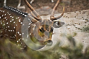 Close view of a deer in a zoo
