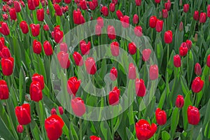 Close view of densely planted crimson red tulips