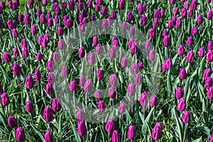 Close view of densely planted purple tulips