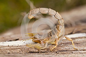 buthus scorpion