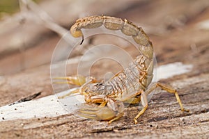 buthus scorpion