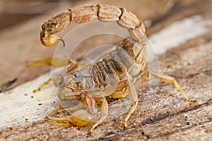 buthus scorpion