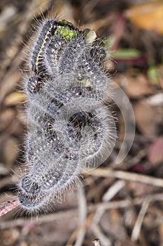 Euphydryas aurinia caterpillar photo