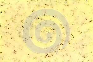 Close view dill and havarti cheese