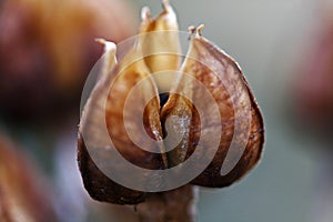 CLOSE VIEW OF DRY BROWN SEED POD IN AUTUMN