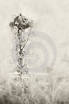 Close view of dry Cirsium plant on hazy winter day