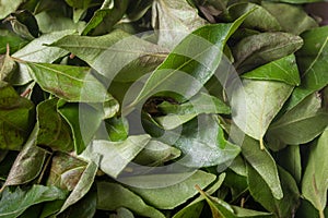 Close view of dry curry leaves which is a common ingredient in indian cooking