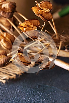 CLOSE VIEW OF DRY SEED PODS