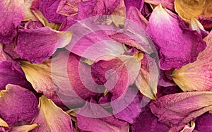 Close view of dying rose petals