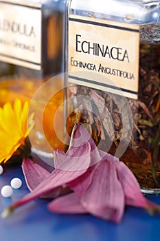 Close view of Echinacea Angustifolia plant extract photo