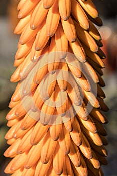 Close view of emerging orange flower of an aloe plant, selective focus