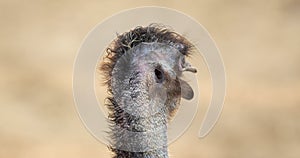Close view of an emu head and eyes moving around.