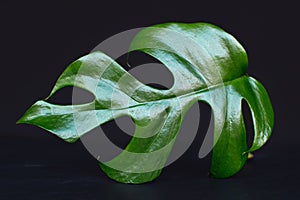Close view of a exotic tropical  Mini Monstera Rhaphidophora Tetrasperma Philodendron plant leaf on black background