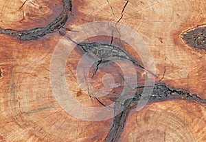 CLOSE VIEW OF EXPOSED SURFACE OF FELLED TREE