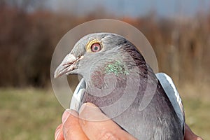 Pigeon