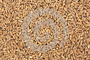 Close view of farro organic wheat