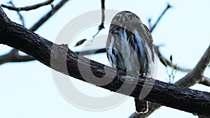 Close view of Ferruginous Pygmy Owl, Glaucidium brasilianum