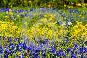 Close View of a Field Blanketed with the Famous Texas Bluebonnet and Other Assorted Wildflowers