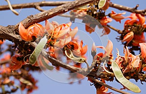 Close view of flame of forest
