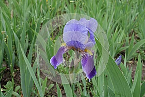 Close view of flower of iris in shades of purple