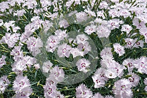 Close view of flowers and buds of dianthus