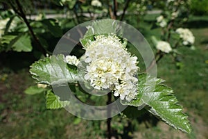 Close view of flowers of Sorbus aria in spring