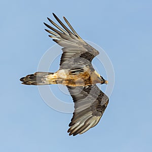 Close view flying bearded vulture gypaetus barbatus, blue sky, spread wings