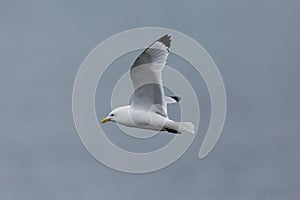 Close view flying black-legged kittiwake rissa tridactyla, spr