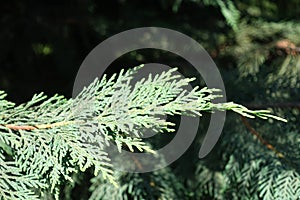 Close view of foliage of Port-Orford cedar