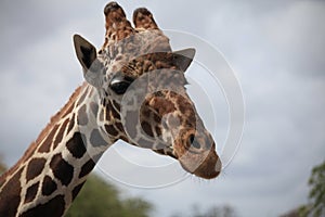 Close view of a giraffe