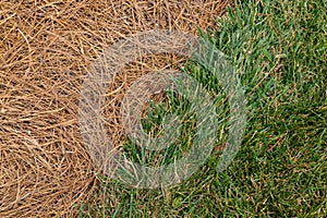 Close view of grassy area alongside an area mulched with pine straw, diagonal through frame