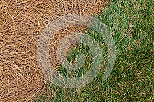 Close view of grassy area alongside an area mulched with pine straw, diagonal through frame photo
