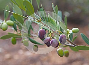 Close view of green and black olives on an olive tree