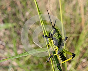 A close view of a Green Milkweed Locust