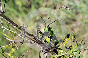 A close view of a Green Milkweed Locust