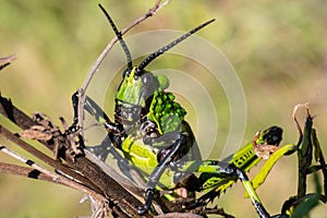 A close view of a Green Milkweed Locust