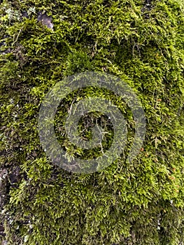 a close view of green moss on a tree trunk in a wild park